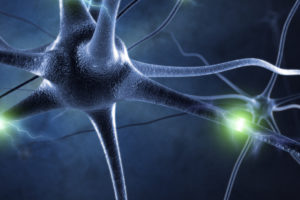 active nerve cell in human neural system